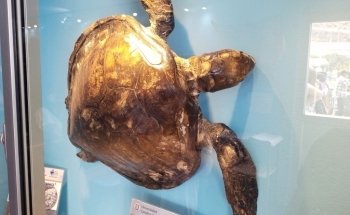 Aquarium / Museum School of Marine Sciences, UCN
