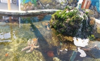Aquarium / Museum School of Marine Sciences, UCN