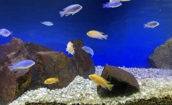 Aquamundo Aquarium