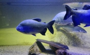 Aquamundo Aquarium