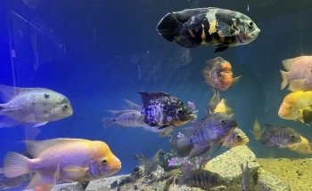Aquamundo Aquarium