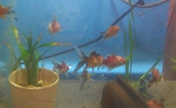 acuapaine