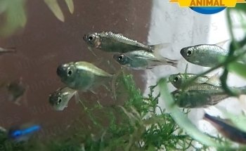 Mundo Animal Punta Arenas - Acuarismo