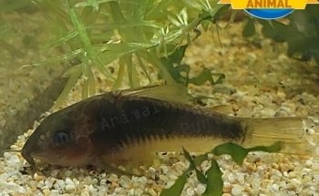 Mundo Animal Punta Arenas - Acuarismo