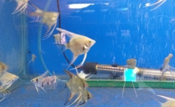 Lagorios - Acuarios para Mariscos