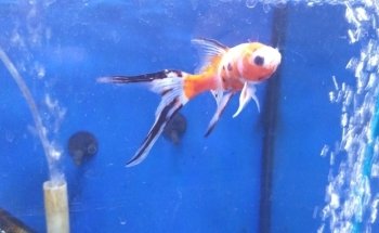 Lagorios - Acuarios para Mariscos