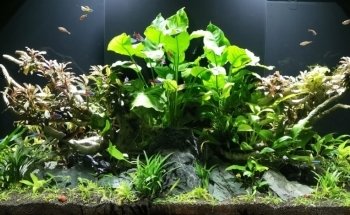 Aquawoman Aquarienservice & Aquarium Fachhandel
