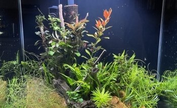 Aquawoman Servicio Acuarístico & Comercio Especializado en Acuarios