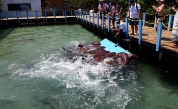 Oceanarium Rosario Islands
