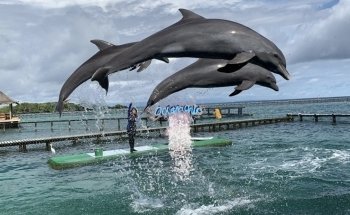 Oceanarium Rosario Islands