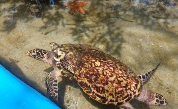 Oceanarium Rosario Islands