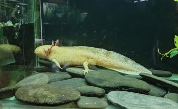 Aquarium Medellin