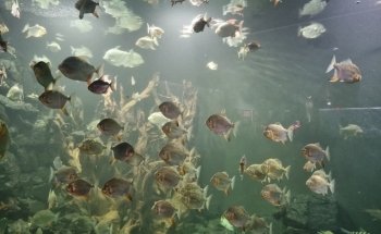 Aquarium Medellin