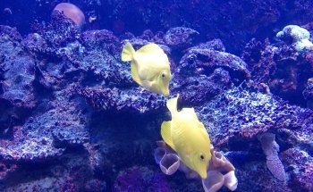 Aquarium Medellin