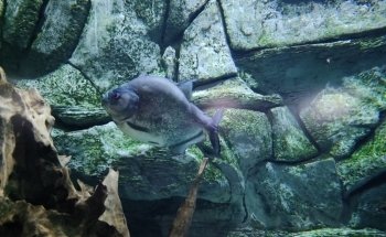 Aquarium Medellin