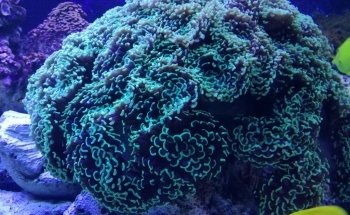 Aquarium Medellin