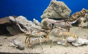 Acuario Mundo Marino