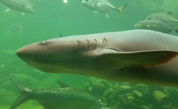 Acuario Mundo Marino