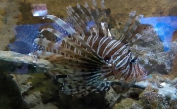 Acuario Mundo Marino