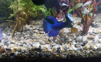 Aquarian 47