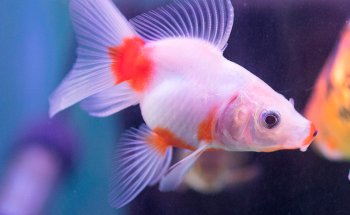 Aquarian 47
