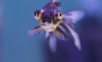 Aquarian 47