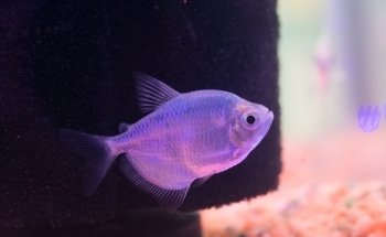 Aquarian 47