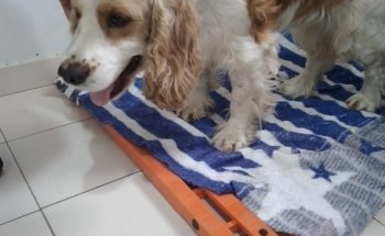Mascotas Veterinaria
