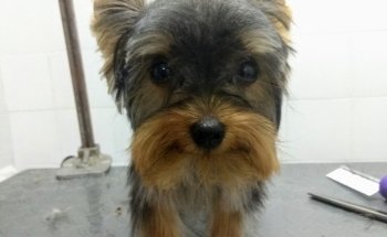 Mascotas Veterinaria