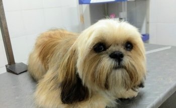 Mascotas Veterinaria