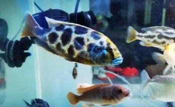 Acuaticos Tienda de Peces Bogota, Equipos, Alimento, Venta de Acuarios