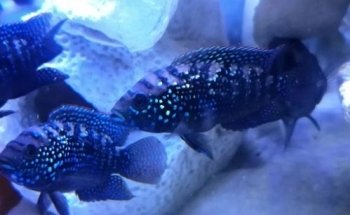 Acuaticos Tienda de Peces Bogota, Equipos, Alimento, Venta de Acuarios