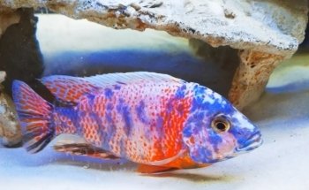 Acuaticos Tienda de Peces Bogota, Equipos, Alimento, Venta de Acuarios