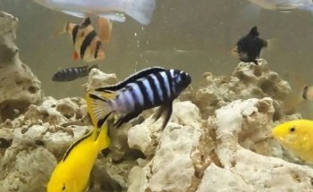 Acuaticos Tienda de Peces Bogota, Equipos, Alimento, Venta de Acuarios