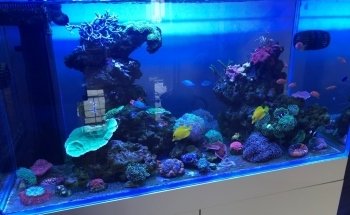 Acuaticos Tienda de Peces Bogota, Equipos, Alimento, Venta de Acuarios