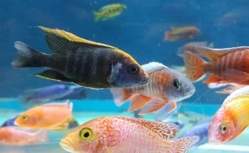 Acuaticos Tienda de Peces Bogota, Equipos, Alimento, Venta de Acuarios
