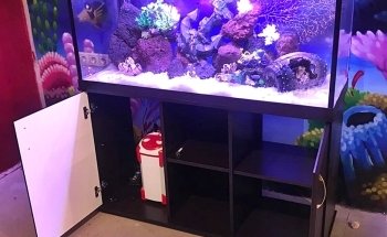 Acuaticos Tienda de Peces Bogota, Equipos, Alimento, Venta de Acuarios