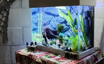 El Universo de los Peces