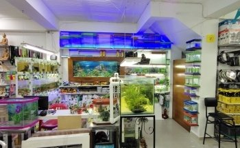 El Universo de los Peces