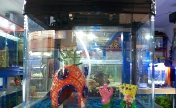 Tropcol Ornamental Fish