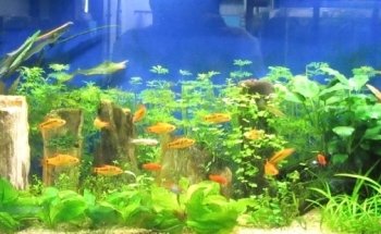 Tropcol Peces Ornamentales