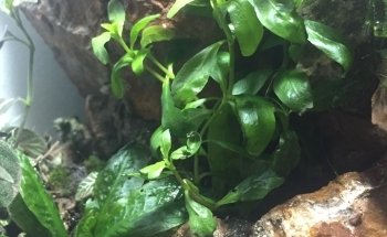 Tropcol Peces Ornamentales