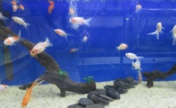 Tropcol Peces Ornamentales