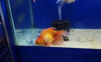 Tropcol Peces Ornamentales