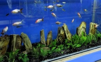 Tropcol Peces Ornamentales
