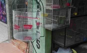 The Eden of Birds