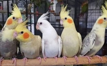 El Edén de las Aves