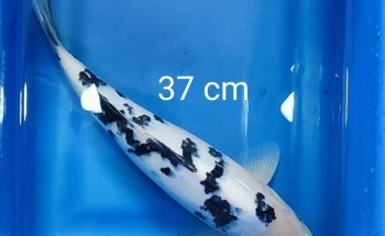 Acuaequipos
