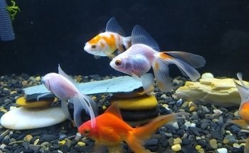 Acuaequipos