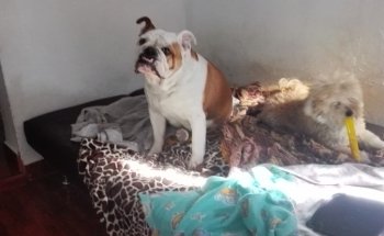 Mundo Mascotas